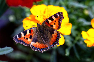 Close-up of butterfly pollinating on orange flower