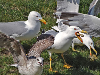 View of birds on field