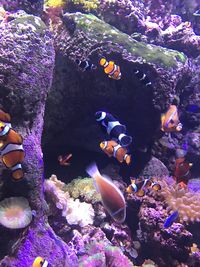 Close-up of fish underwater