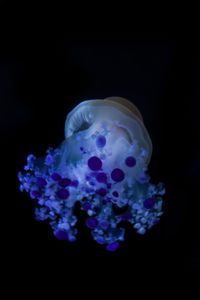 Close-up of jellyfish against blue background