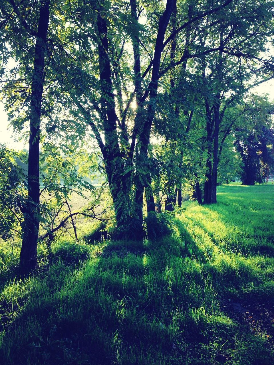 tree, grass, tranquility, growth, tree trunk, tranquil scene, green color, nature, beauty in nature, branch, scenics, landscape, sunlight, field, shadow, grassy, day, park - man made space, non-urban scene, no people