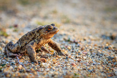 Close-up of lizard on rock