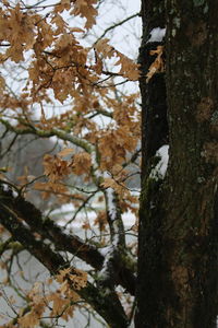 Close-up of tree against sky