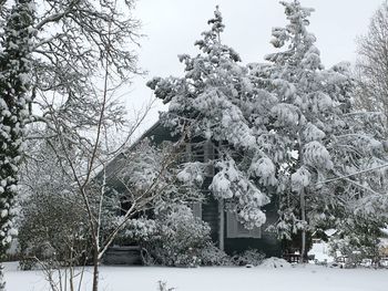 Snow covered trees against sky