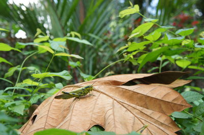 Close-up of insect on plant