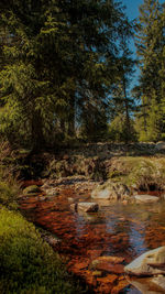 Scenic view of stream flowing in forest