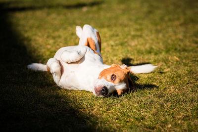 Beagle wallow and roll on grass. dog has relaxation time lying down on green grass in sun.