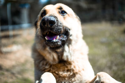 Close-up portrait of dog sticking out tongue outdoors