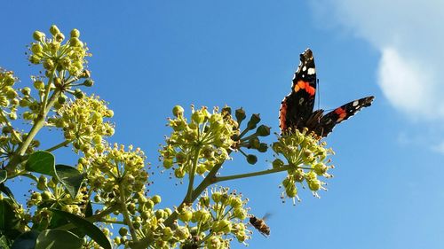 Low angle view of plants against blue sky