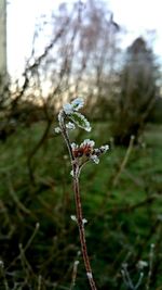 Close-up of snow on plant