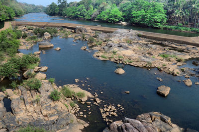 Scenic view of river in forest