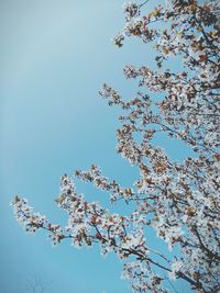 Low angle view of cherry blossom tree against clear blue sky