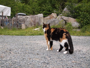 Cat standing on field