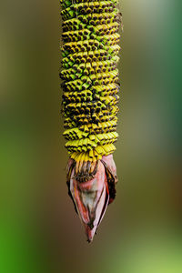 Close-up of butterfly perching on leaf