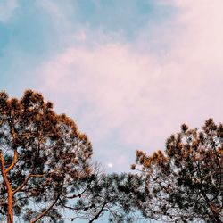 Low angle view of trees against sky during winter