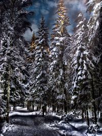 Scenic view of snow covered landscape