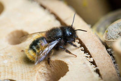 Close-up of bee