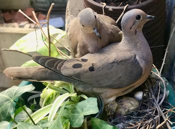 Close-up of bird perching on plant