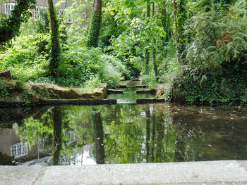 Scenic view of trees in forest
