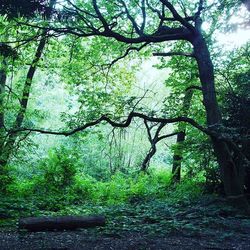 Trees in forest