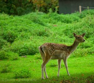 Side view of deer standing on field