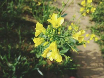 Close-up of yellow flower