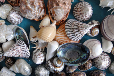 High angle view of shells