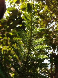 Low angle view of pine tree