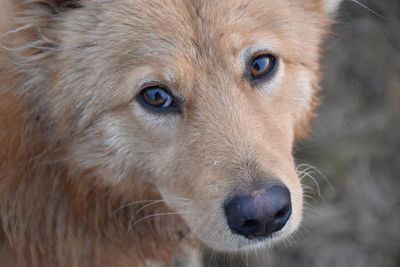 Red face dog