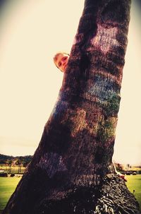 tree trunk