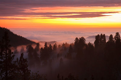 Scenic view of silhouette trees against orange sky