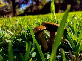 Close-up of mushroom growing on field