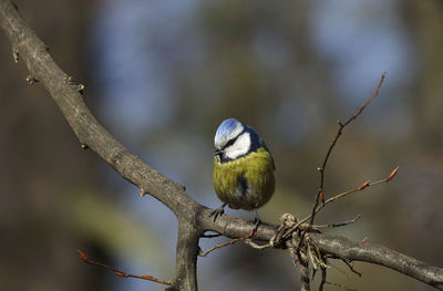 Low angle view of blue tit perching on branch at spring