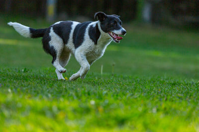 Dog running on field