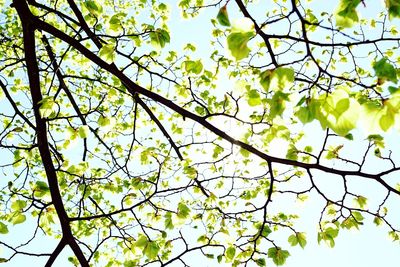 Low angle view of flowering tree against sky
