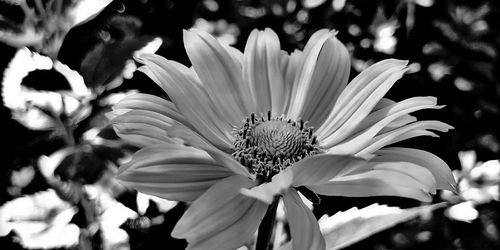 Close-up of flowers blooming outdoors