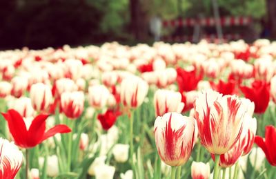 Close-up of red tulip flowers on field