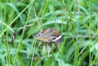 Close-up of butterfly on grass