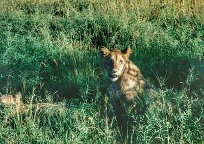 Dog standing on grassy field