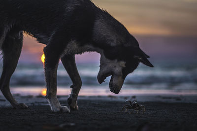 Dog on beach during sunset