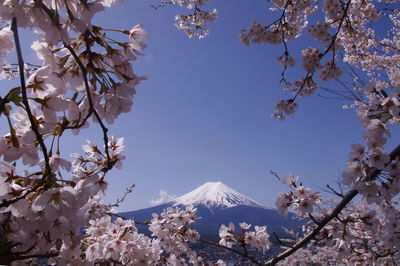 Cherry blossom tree against sky