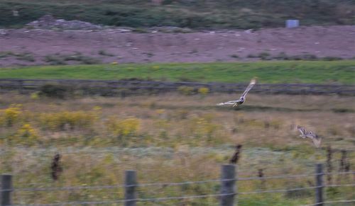 Bird flying over a field