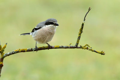 Close-up of bird perching on branch