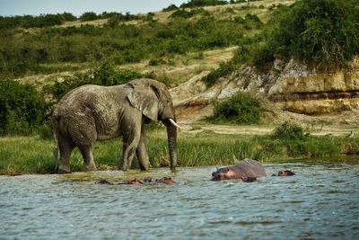 Elephant and hippos in water