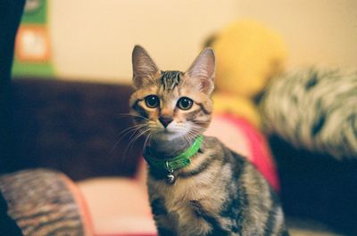 Close-up portrait of cat at home