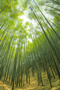 Low angle view of bamboo trees in forest