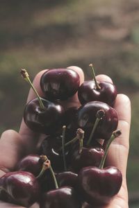 Close-up of hand holding fruit