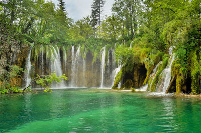 Scenic view of waterfall in forest