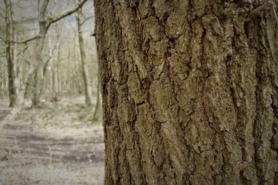Close-up of tree trunk
