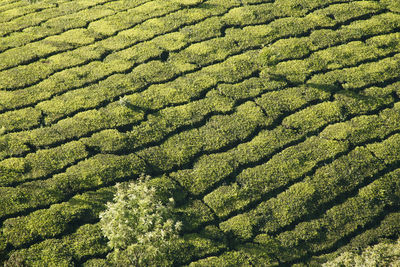 Full frame shot of corn field